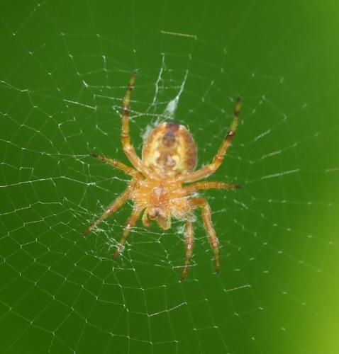 Araneus diadematus